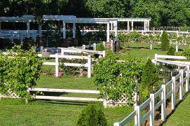 Pergola & Vineyard