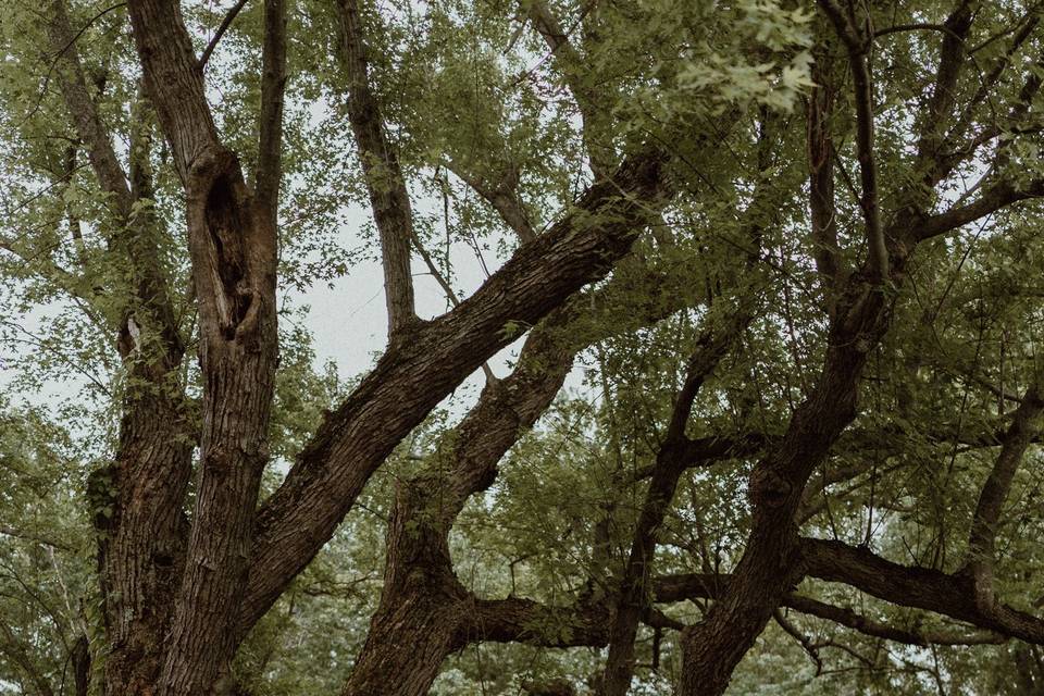 Elopement