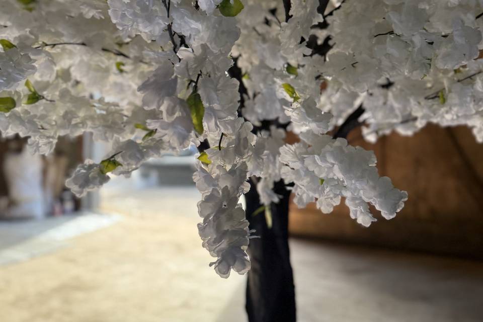 Blossom trees in + outdoors