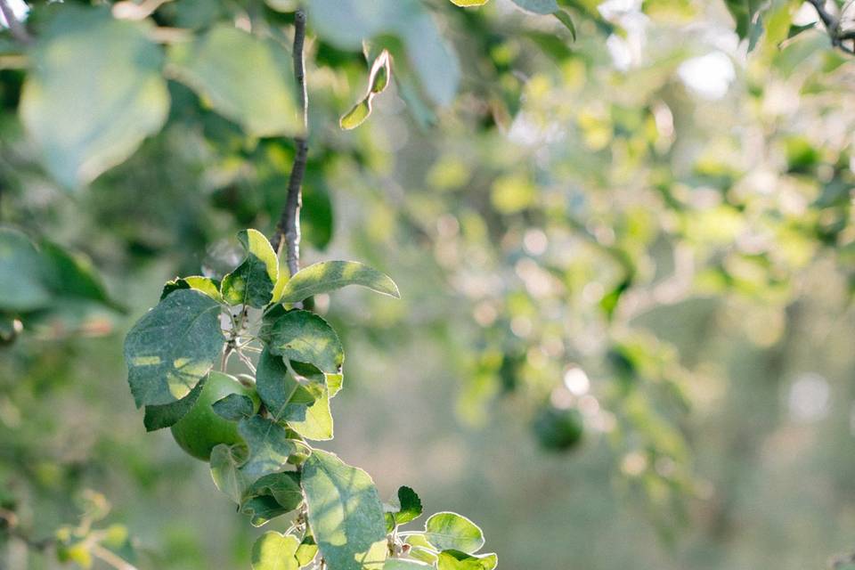 Erin Milnik Photography