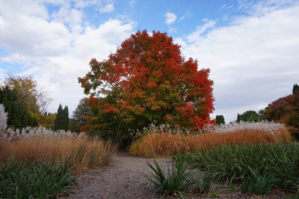 Fall foliage