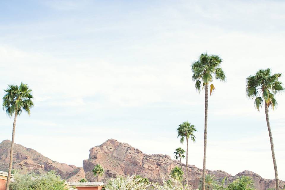 Camelback Lawn palm trees