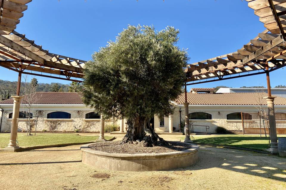 Pergola & 250-yr olive tree