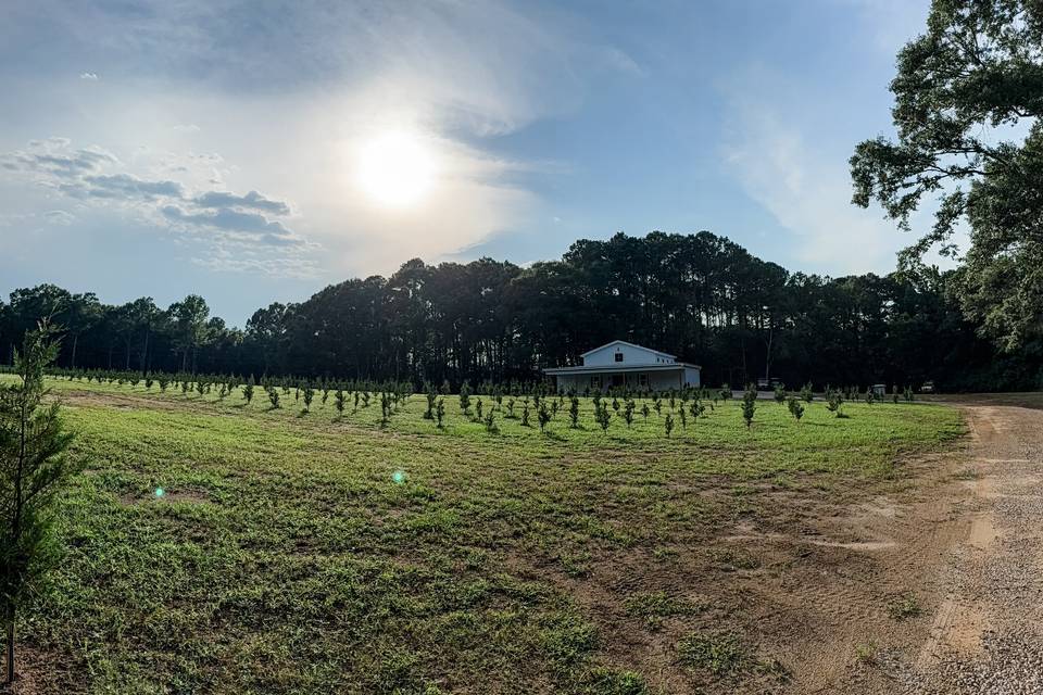 GLIMPSE OF OUR GROWING TREES