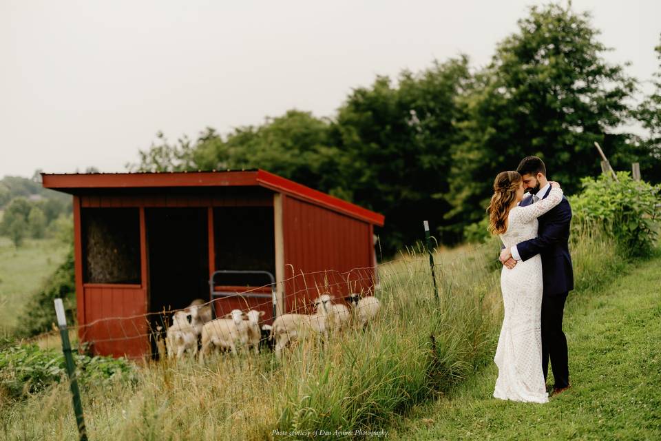 Gibbet Hill Farm lambs