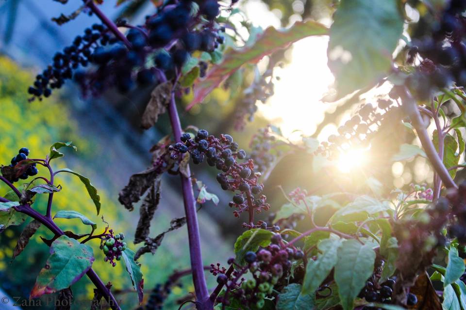 Sunlight seeping through the plants