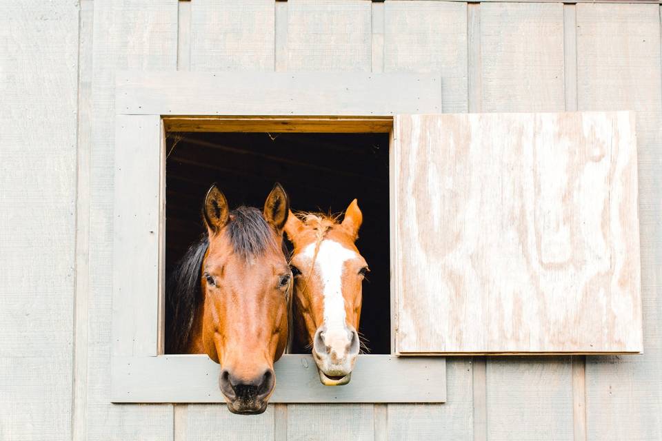 Friendly neighbors.