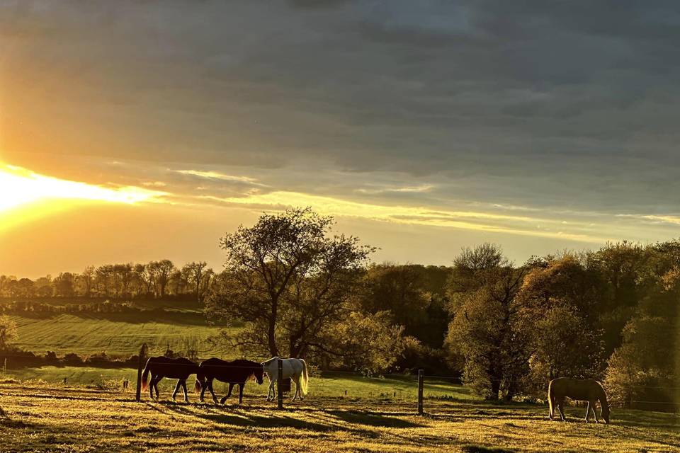 Fertile Green Farms