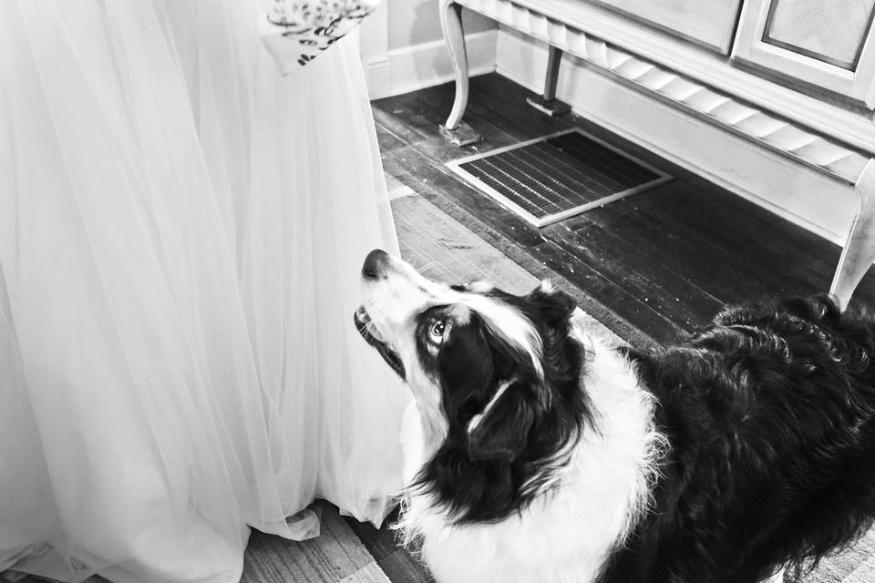 Dog admiring bride