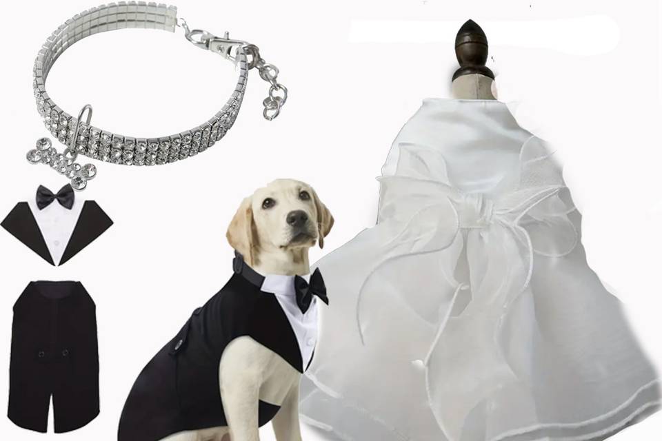 Pet wedding attire.