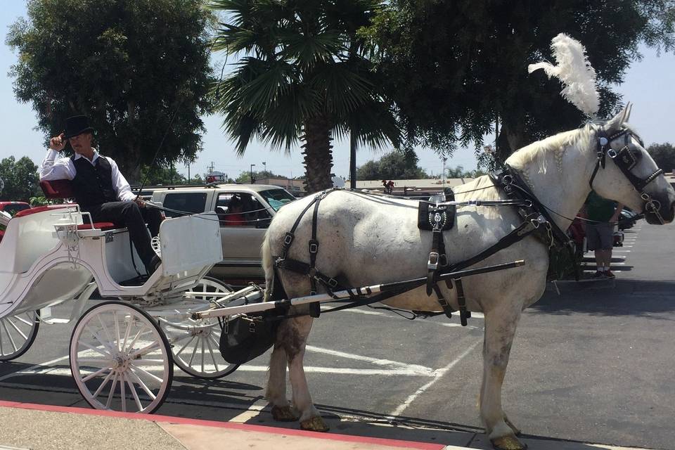 Savannah Rose Carriages