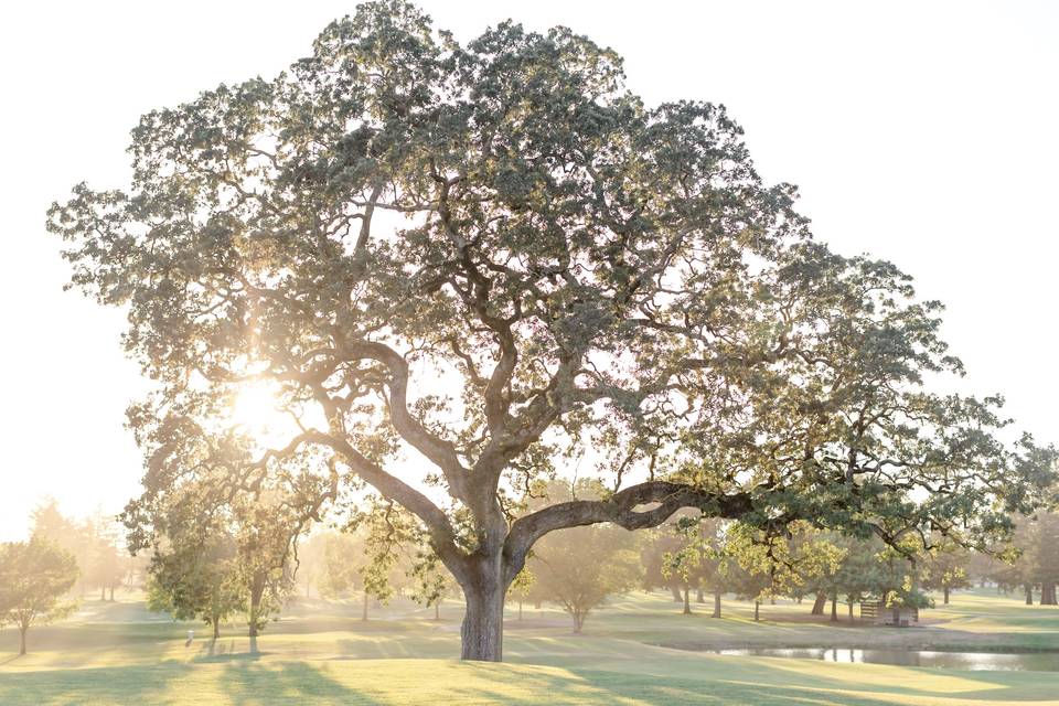 SRGCC Tree on Course