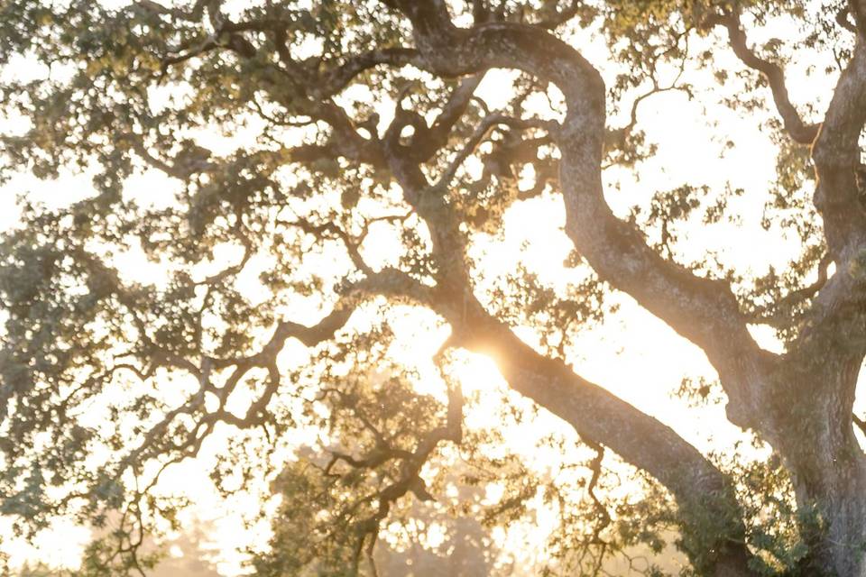 SRGCC Couple Under Tree