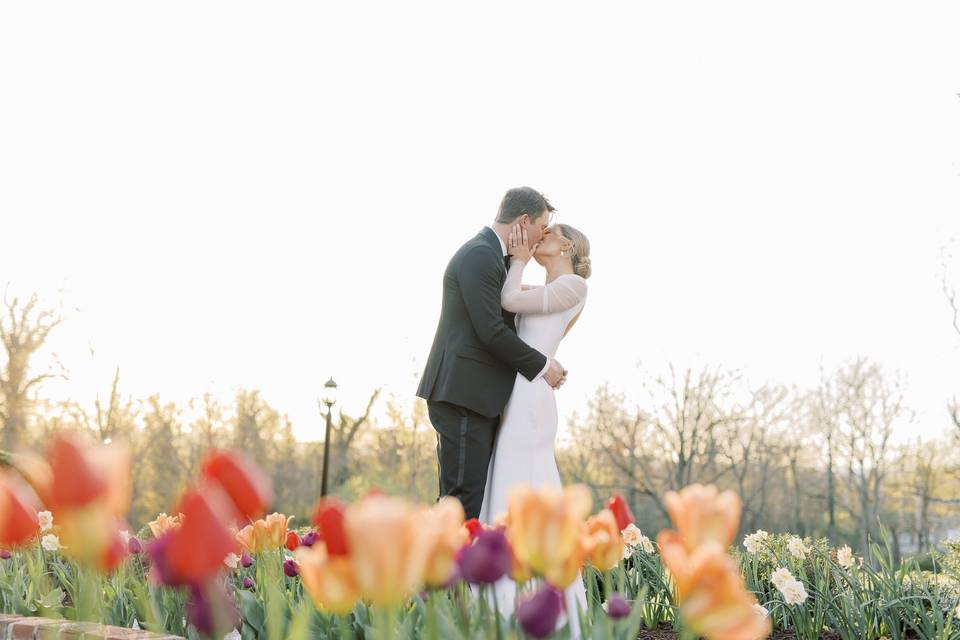 Tulips