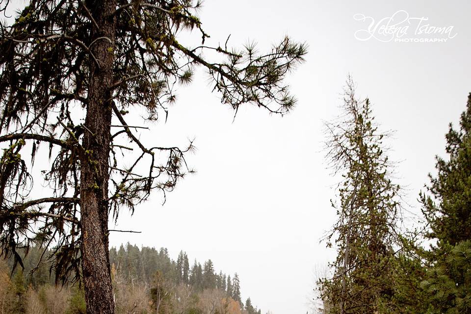 McCall wedding