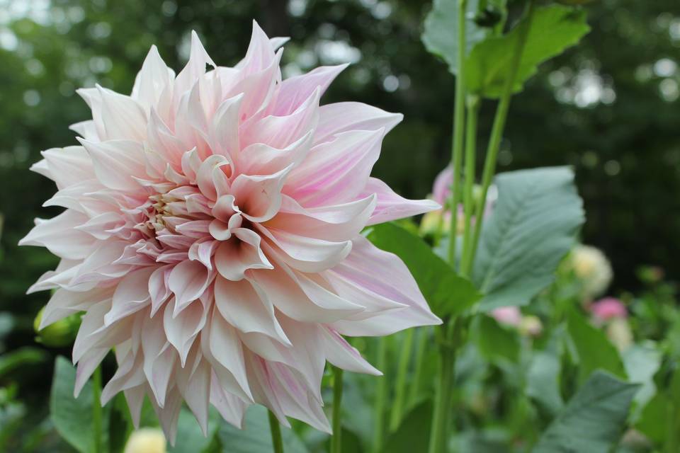 Pink flowers