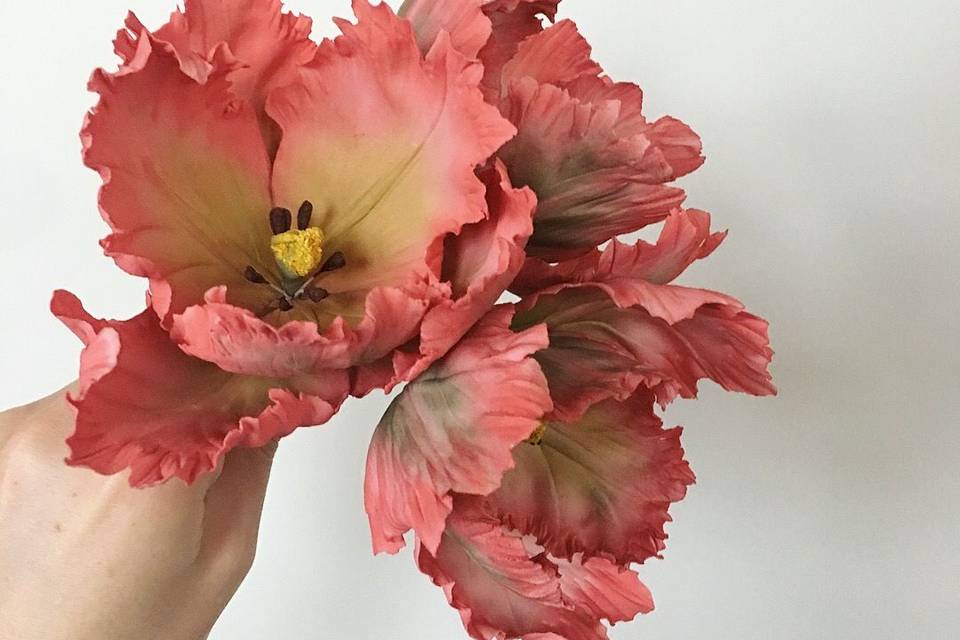 Sugar parrot tulips