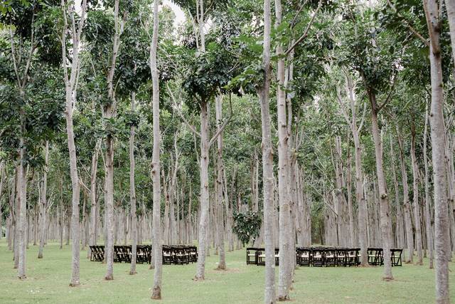 Trees