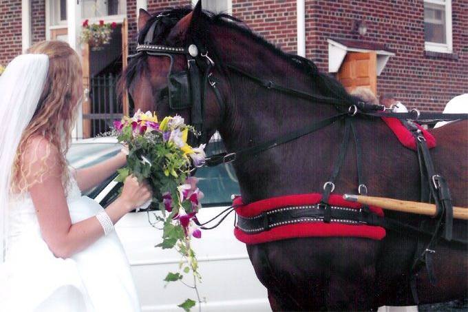 Horse drawn ride for bride and groom
