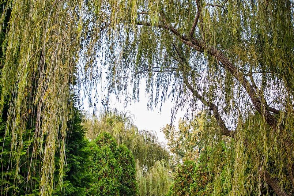 Kissing under the willow trees