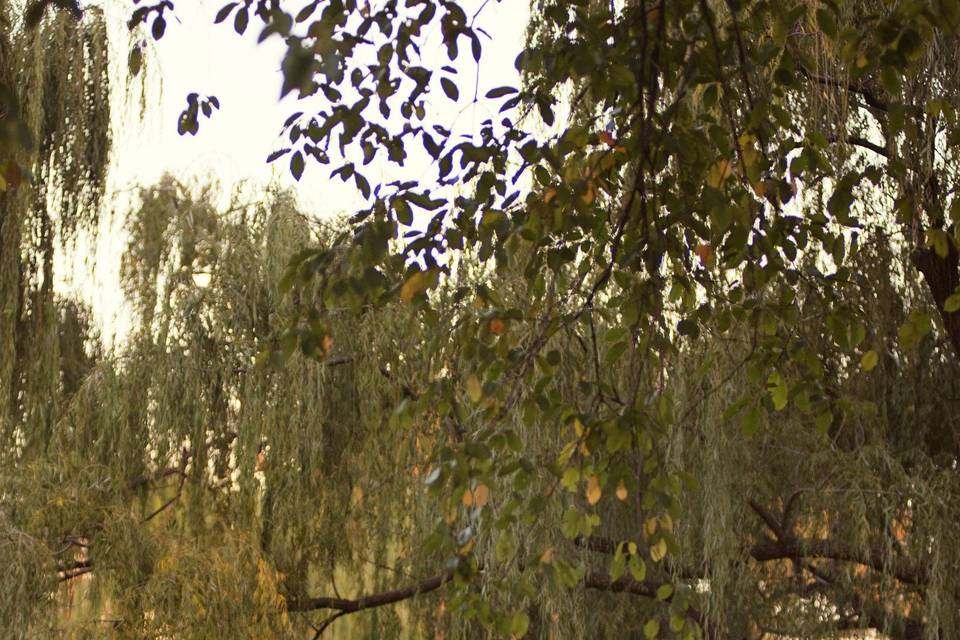 Walking under the willows