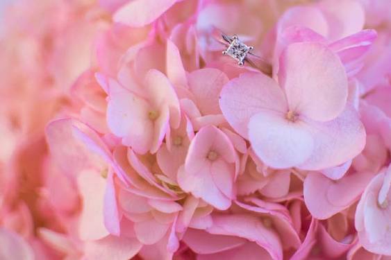 Sarah Hagedorn Photography