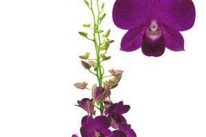 New Flora Trading