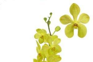 New Flora Trading