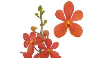 New Flora Trading