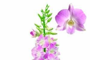 New Flora Trading