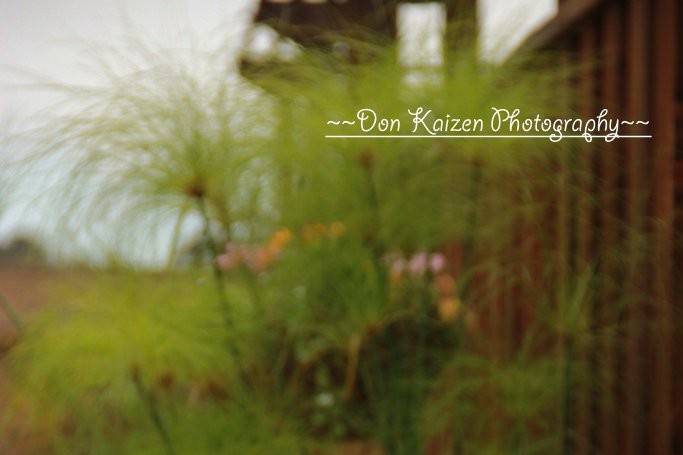 Don Kaizen Photography
