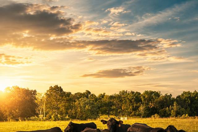 Pasture