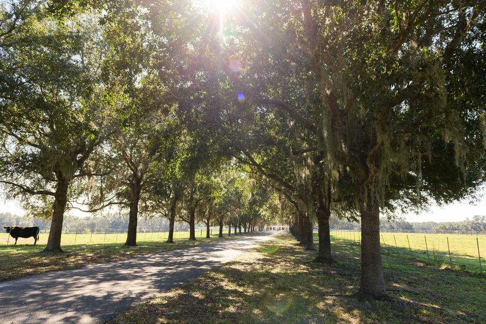 Tree lined driveway