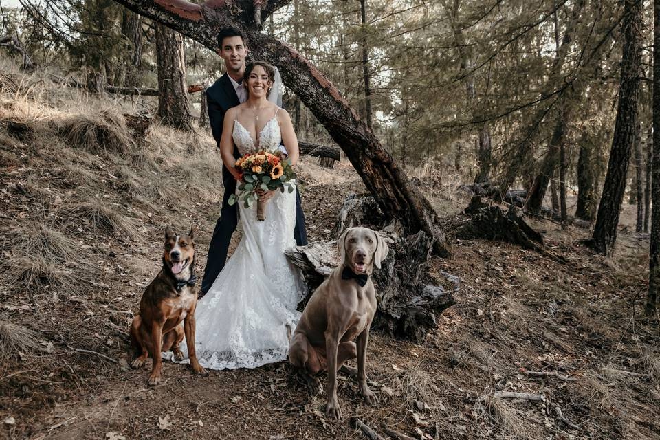 Bride and groom with dogs