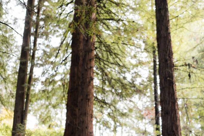 Oregon Engagement Photos