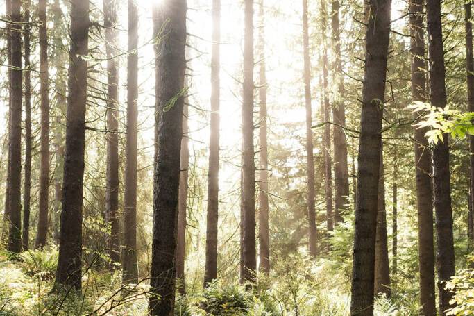 Oregon Engagement Photos