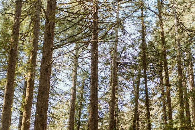 Oakland Redwoods Wedding
