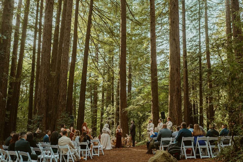 Oakland Redwoods Wedding