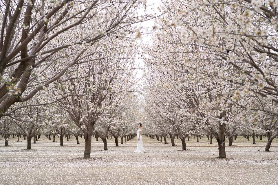 Almond Blossoms