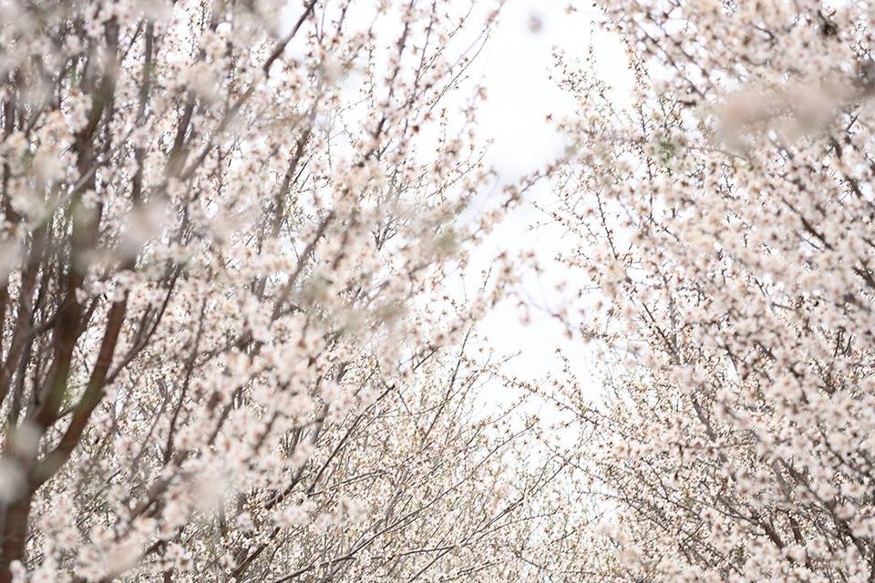 Almond Blossoms