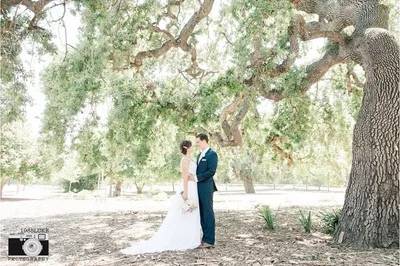 Beautiful large Oak Trees