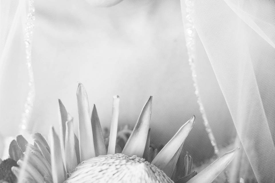 Barbara Wentzel Photography