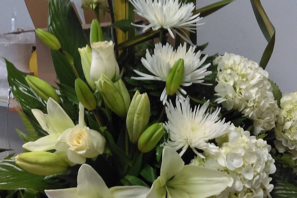Jose Arrangements