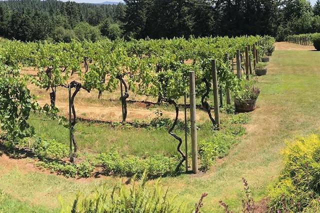 Beckenridge vineyard