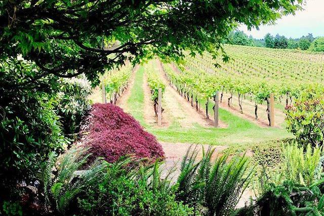 The beautiful vineyard