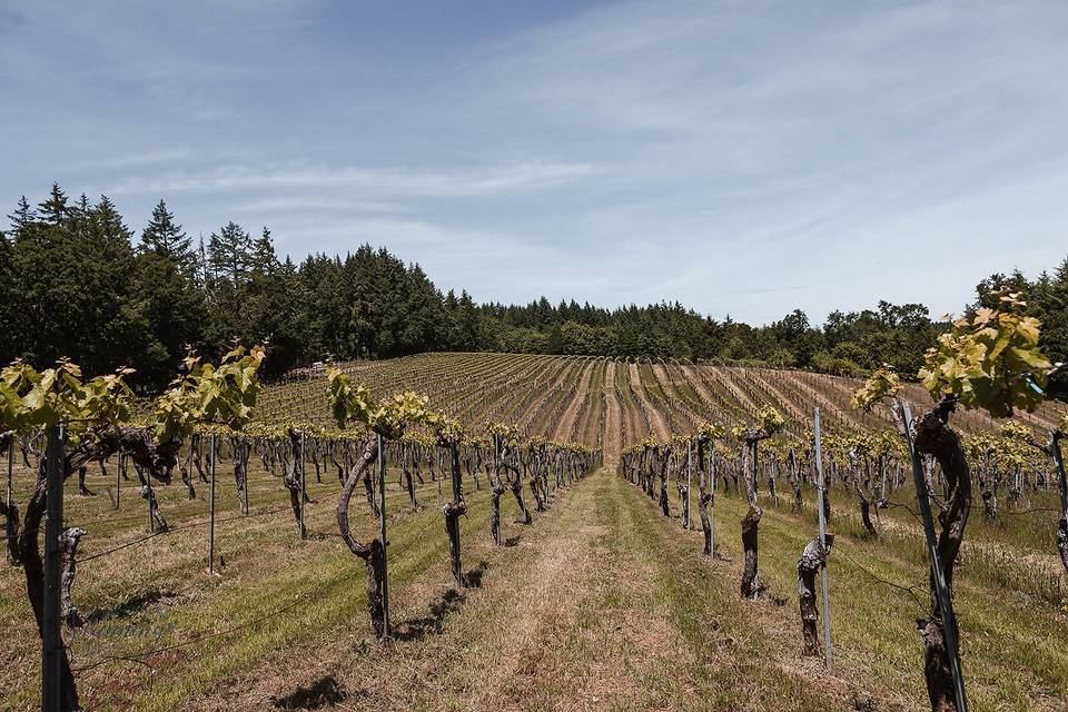 BeckenRidge Vineyard