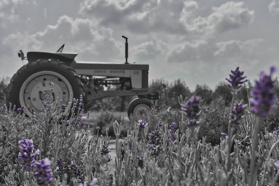 Lavender in bloom at Blake's i