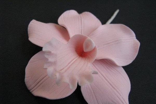 Cymbidium Orchid - Pink
