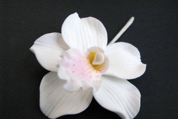 Cymbidium Orchid - White