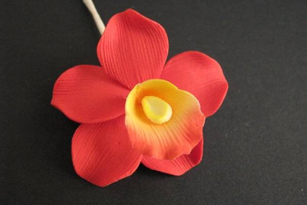 Cymbidium Orchid Petite - Red